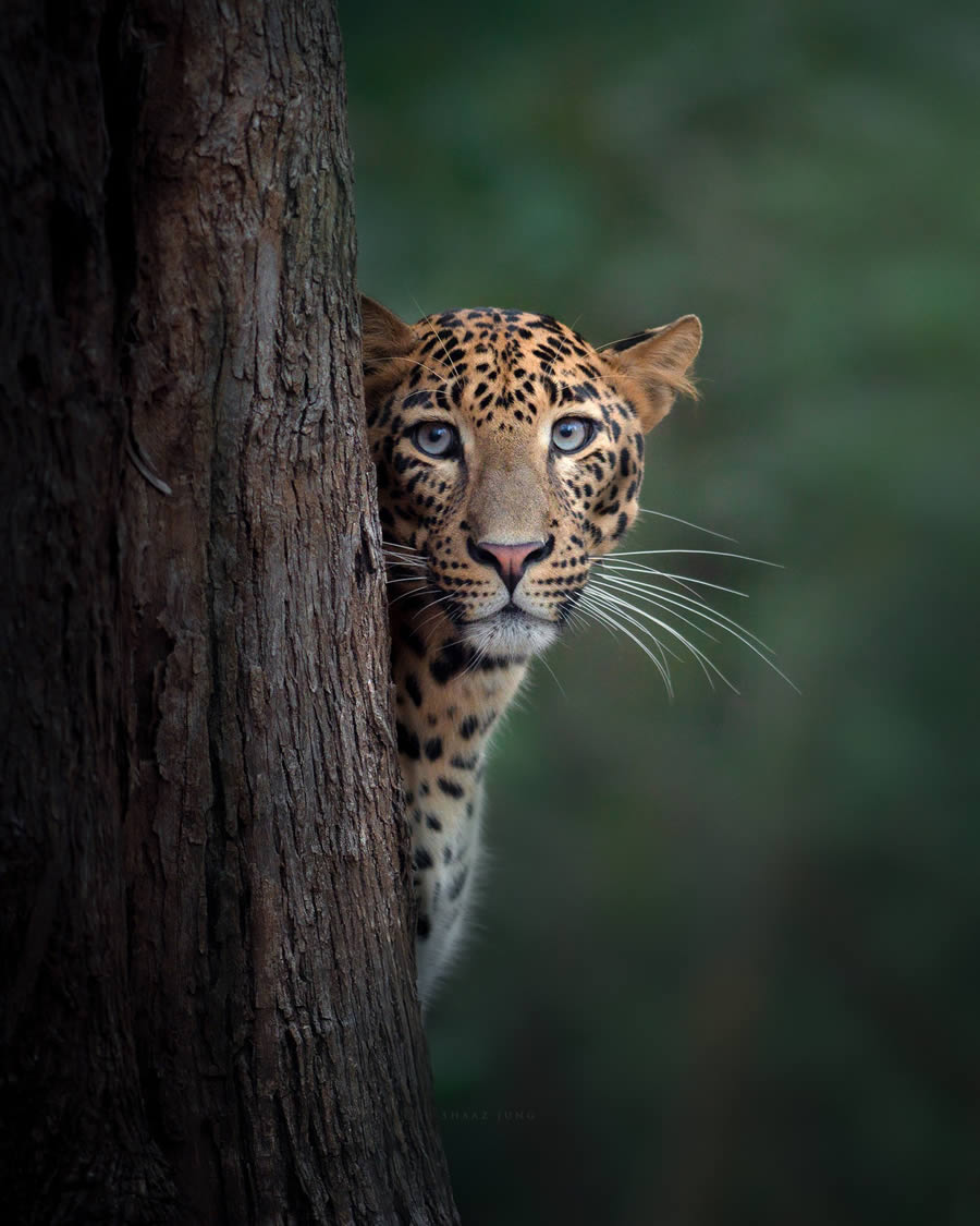 Wildlife Protection Products
